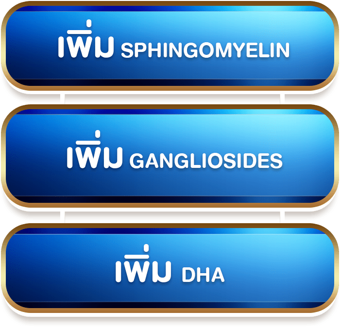 เพิ่ม SPHINGOMYELIN,เพิ่ม GANGLIOSIDES,เพิ่ม DHA