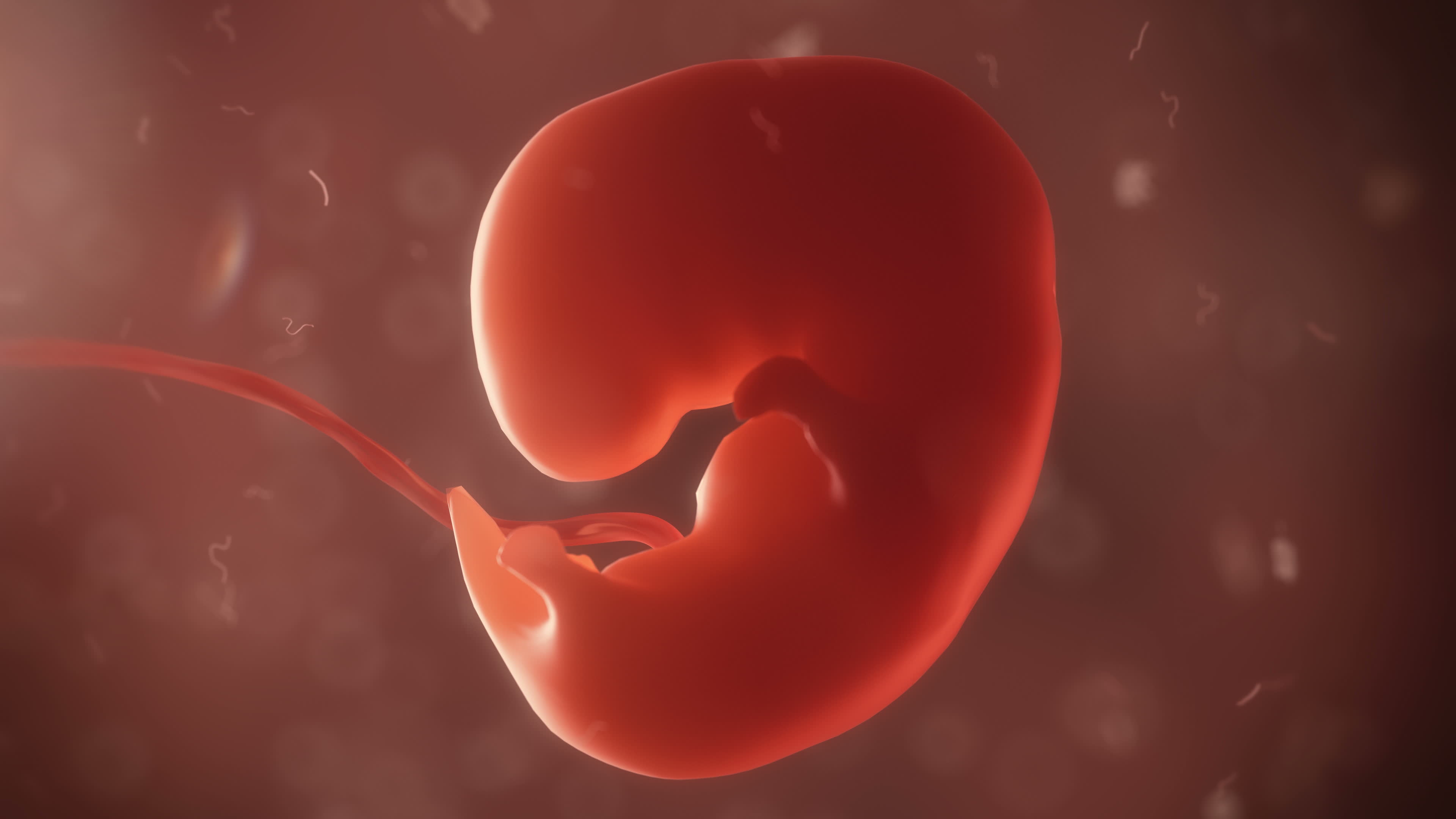 พัฒนาการทารกในครรภ์ สัปดาห์ที่ 5 – 8 พัฒนาการเบื้องต้น ขนาดเท่าเมล็ดถั่วแดง