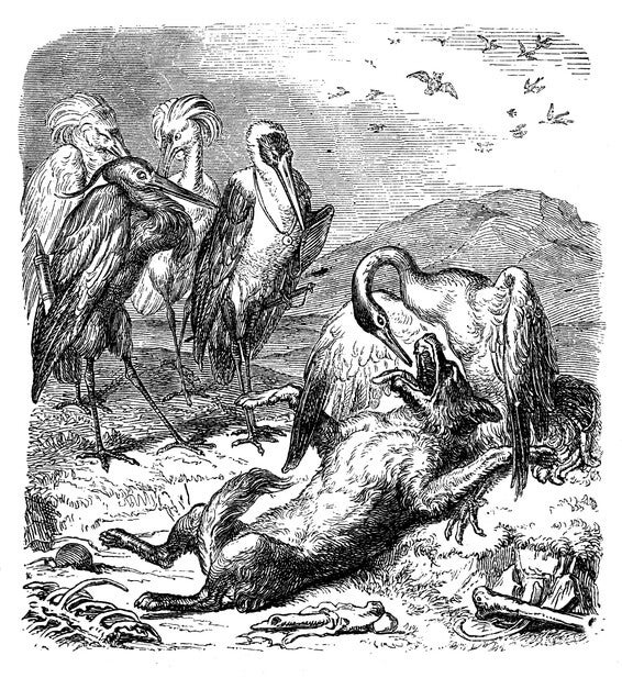 นิทานอีสปสั้นๆ เรื่อง หมาจิ้งจอกกับนกกระสา