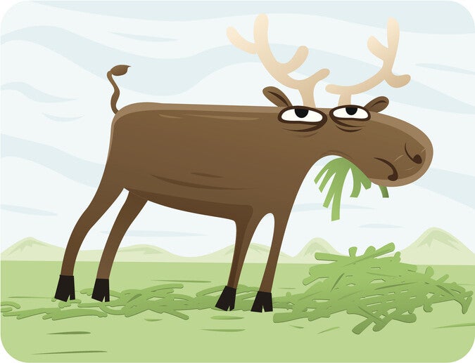 นิทานอีสปสั้นๆ เรื่อง กวางป่ากับพวงองุ่น