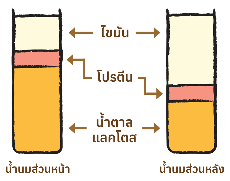 สารอาหารที่แตกต่างระหว่างน้ำนมส่วนหน้าและน้ำนมส่วนหลัง