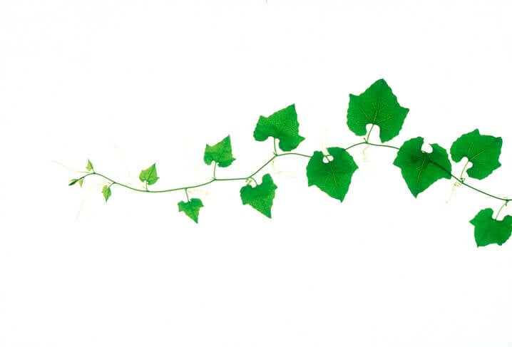 อาหารเพิ่มน้ำนมแม่ ตำลึง