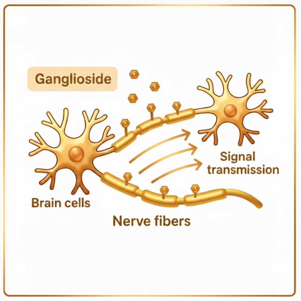 คุณประโยชน์ แกงกลิโอไซด์ (Ganglioside) ช่วยอะไรลูกน้อยได้จริงไหม