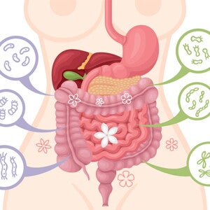 พรีไบโอติกสำหรับเด็ก สารอาหารเสริมภูมิคุ้มกัน ดีต่อสุขภาพลูก พรีไบโอติกสำหรับเด็ก สารอาหารเสริมภูมิคุ้มกัน ดีต่อสุขภาพลูก